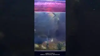 Sepertinya Blue polarnya sebentar lagi udh siap untuk pindah tank yg lebih besar nih