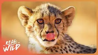 Tiny But Mighty: How Baby Animals Survive In The Wild