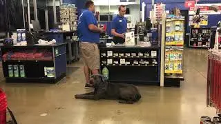 Vince the Epic Dog Pro training a Mastiff in Irvine California dog training obedience off leash!