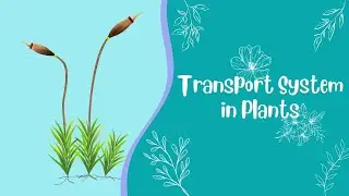 Grade -12 (Biology) Transport System in Plants အပင်၏ ပို့ဆောင်ရေးလုပ်ငန်းစဉ်အကြောင်းလေ့လာကြည့်ရအောင်