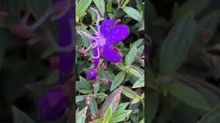 Melastoma flower #melastoma #flowers #nature #shorts