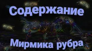 Мирмика рубра | Для новичков | Содержание | Как? Что? Почему? |