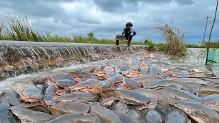 A Step-by-Step Guide to Catfish Fishing in Canals