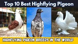 Top 10 Highflying Pigeon Breeds Worldwide