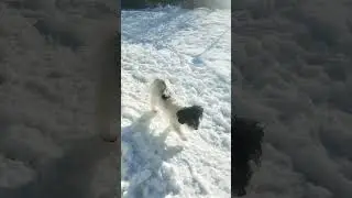 Scotty wants to build a snowman.#snowman #doggielife #funnydogs