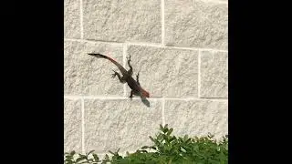 Invasive Agama Lizards Invading Parts of Southern Florida