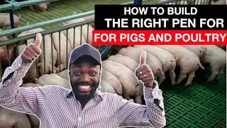 BUILDING THE PERFECT PEN FOR PIGS, POULTRY IN AFRICA|| MISTAKES PIG AND POULTRY FARMERS MAKE