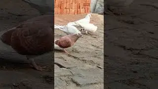 #music # kabutar #🕊️💕 