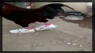 the smart chicken