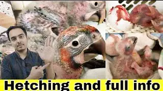 Macaw parrots hatching chicks