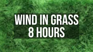 8 Hours Wind in Grass 🌿 Natural Wind Sounds for Sleep, Relaxation & Focus