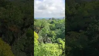 Morning forest in Tikal 🌴🌴 Probouzej&iacute;c&iacute; se prales v rezervaci Tikal 28.12.2025 &hearts;️🌳🪾🪲