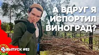 Первая обрезка винограда в Португалии. Спасаю тонны цитрусовых | Дом в Португалии. Выпуск 52