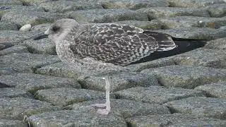 Lesser Black-backed Gull, Larus fuscus, Maasvlakte, ZH, the Netherlands, 4 Oct 2025 (51)