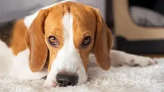 The Origin of the Beagle: History and Personality