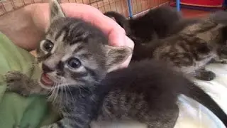 Kami's Lap Kittens - Part 1