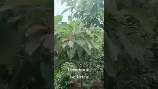 Terminalia bellirica in Miyawaki plantation, Odisha #odisha #mayurbhanj #miyawaki #miyawakimethod