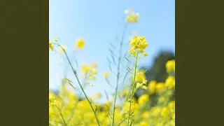 Bright Sunshine