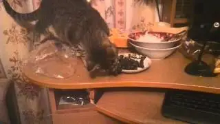 Кошка и виноград