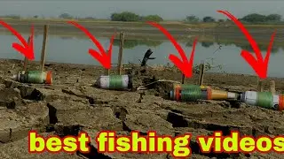 Gucha Gal Fish video ✅ Best Fishing bait | fish catching techniques | Fishing video 