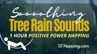 Rain Sounds for Sleeping 1 Hour | Power Napping to Recharge Your Positive Energy