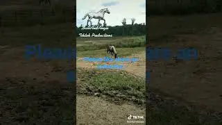 quarter horse paint gelding on horse farm