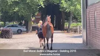 Bal Moral: BELLINI ROYAL x DIAGONAL