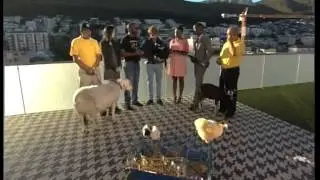 World Animal Day - on Expresso