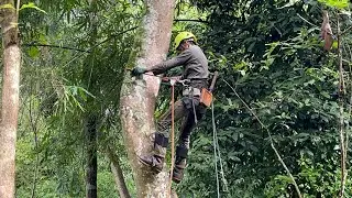 EXTREME COCONUT TREE SPLITTING! HARD WOOD CHALLENGE.tree cutting funny fails