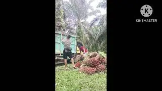 3M  .. Manen melansir muatsawit