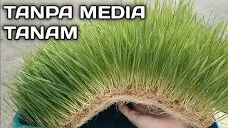 Cara Menanam Wheatgrass Di Rumah - Wheatgrass Growing At Home Without Soil