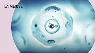 La division cellulaire