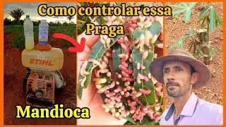 Melhor incetisida para controle da mosca das galhas, mandarova e mosca do broto,🧪cloropirifos 🧬