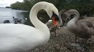 LOUGH NEAGH 🧞‍♂️ OXFORD ISLAND NATURE RESERVE IRELAND 🇮🇪
