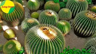 13 Variedades de Cactus Redondos