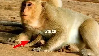NO! NO! MOM! Monkey Leyla lays down on baby Lola, Lola stuck under mother