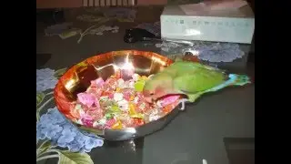 Popi's Story