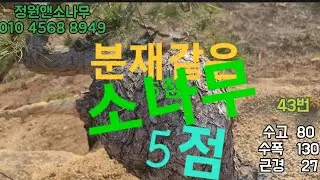 분재같은 소나무소개,판매