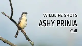 Ashy Prinia Call | Birds of Kerala | Wildlife Shots #25 | #shorts