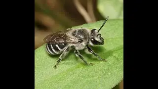 Episode 19: University of Bee Diversity