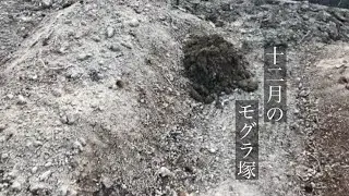 家庭菜園　モグラのトンネルに 原液の木酢液ティッシュから1カ月