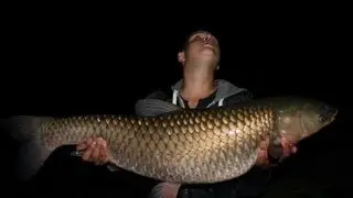 B&P fishing - Graskarpfen in der Elbe - spontane Kurzsession ( Karpfenangeln )