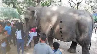 Jawalakhel Zoo (Central Zoo) of Nepal (inside Kathmandu Valley)