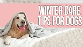 Easy Winter Care Tips for Dogs You Should Know