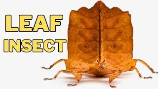 Close-Up: Leaf Insect