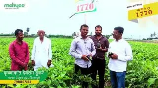 Mahyco Brinjal Hybrid- SBJH 1770- Krushnakant Devram Dukre- Pune, Maharashtra