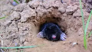 Unveiling the Blesmol  Nature's Underground  Engineer