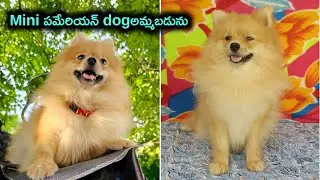 top quality mini Pomeranian dog for sale in telugu/ 93921 98197 /aj pets