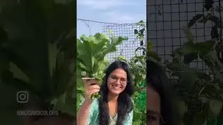 I grew organic mustard seeds #organicgardening