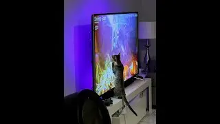 12 hours of the live stream from 9/3/2025 condensed into 1, no mid-roll ads
